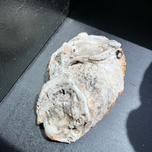 SeaShell Bowls - Picture 5 of 6